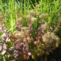 Sedum telephium ssp ruprechtii