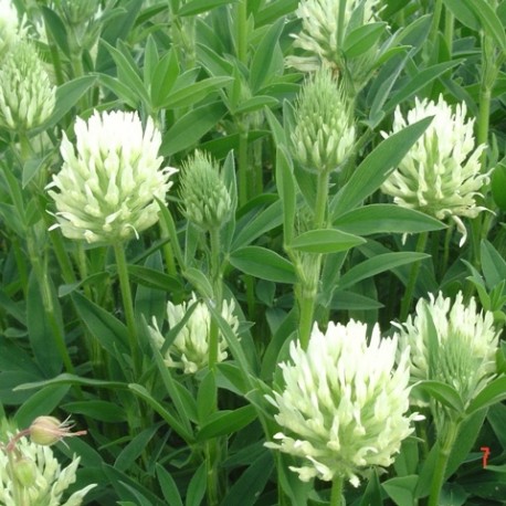 Trifolium ochroleucon