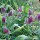 Trifolium rubens