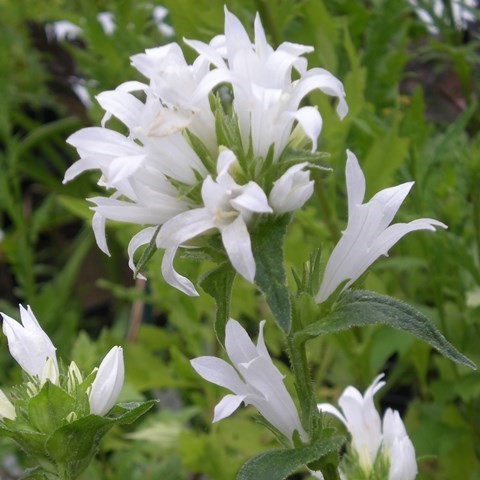 Campanula glomerata 'Alba', campanule vivace à fleurs blanches, soleil