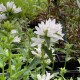 Campanula glomerata 'Alba'