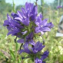 Campanula glomerata 'Dahurica'