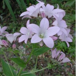 Campanula lactiflora 'Loddon Anna'