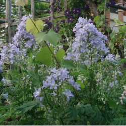 Campanula lactiflora 'Senior'