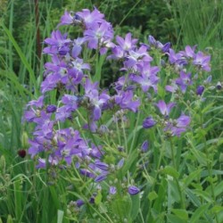 Campanula lactiflora 'Superba'