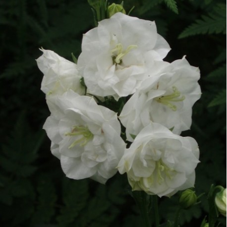 Campanula persicifolia 'Alba Plena', campanule vivace à fleurs doubles