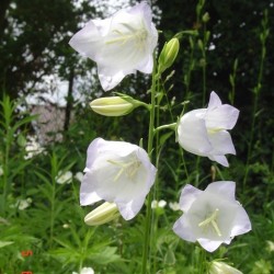 Campanula persicifolia 'Alba'