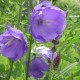 Campanula persicifolia 'Blue Bloomers'