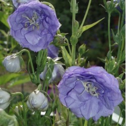Campanula persicifolia 'La Belle Blue'