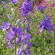 Campanula persicifolia sessiliflora