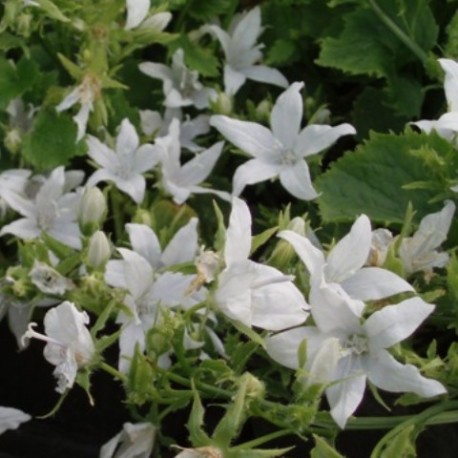 Campanula poscharskyana 'E.H. Frost'