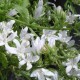 Campanula poscharskyana 'E.H. Frost'