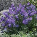 Campanula rotundifolia 'Thumbell blue'
