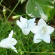 Campanula rotundifolia 'White Gem'