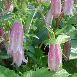 Campanula takesimana 'Elizabeth'