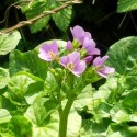 Cardamine raphanifolia