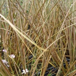 Carex comans 'Bronze Form'