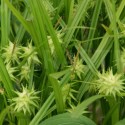 Carex grayi