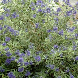 Caryopteris x clandonensis 'Worcester Gold'