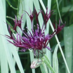 Centaurea 'Jordy'