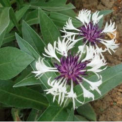 Centaurea 'Purple heart'