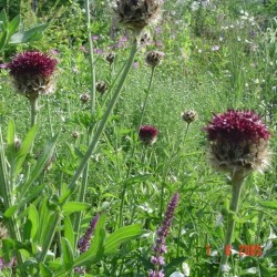 Centaurea benoistii