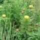 Centaurea macrocephala