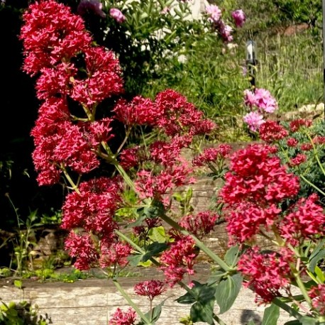 Centranthus ruber