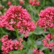 Centranthus ruber