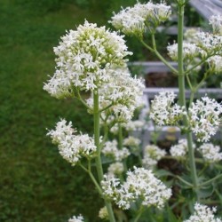 Centranthus ruber 'Albus'