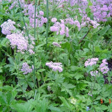 Chaerophyllum hirsutum 'Roseum'