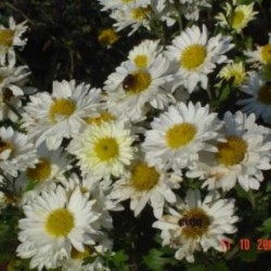 Chrysanthemum 'Alba Plena'