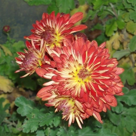 Boutons De Manchette Chrysanthème Rouge - Acier Rhodié - Robert Charles - Neuf
