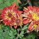 Chrysanthemum 'Anita'