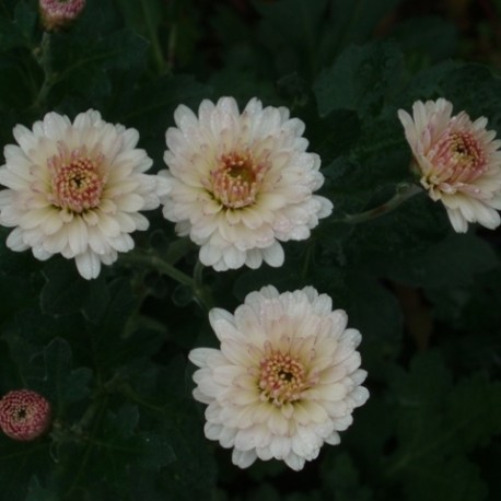 Chrysanthemum 'Julia'