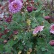 Chrysanthemum 'Mei Kyo'