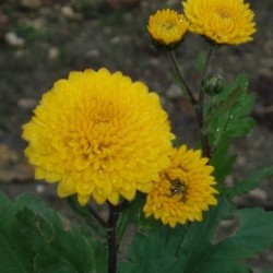 Chrysanthemum 'Yellow Bouquet'