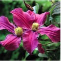 Clematis integrifolia 'Inspiration (R) Zoin'