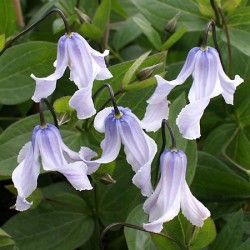 Clematis integrifolia 'Twinkle Bells'
