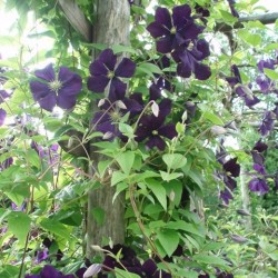 Clematis viticella 'Etoile Violette'