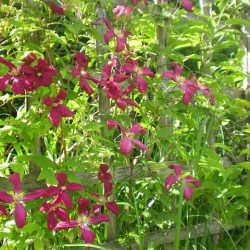 Clematis viticella 'Kermesina'