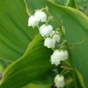 Convallaria majalis 'Hardwick Hall'