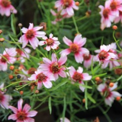 Coreopsis 'Sweet dream'