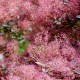 Cotinus 'Grace'