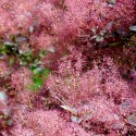 Cotinus x. 'Grace'