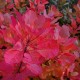 Cotinus 'Grace'