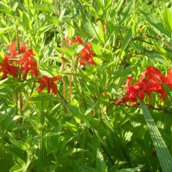 Crocosmia 'Lucifer'