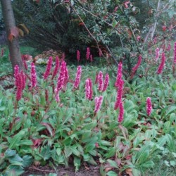 Persicaria affinis 'Darjeeling Red'