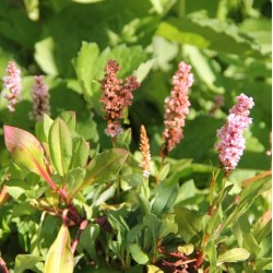 Persicaria affinis 'Kabouter'