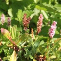 Persicaria affinis 'Kabouter'